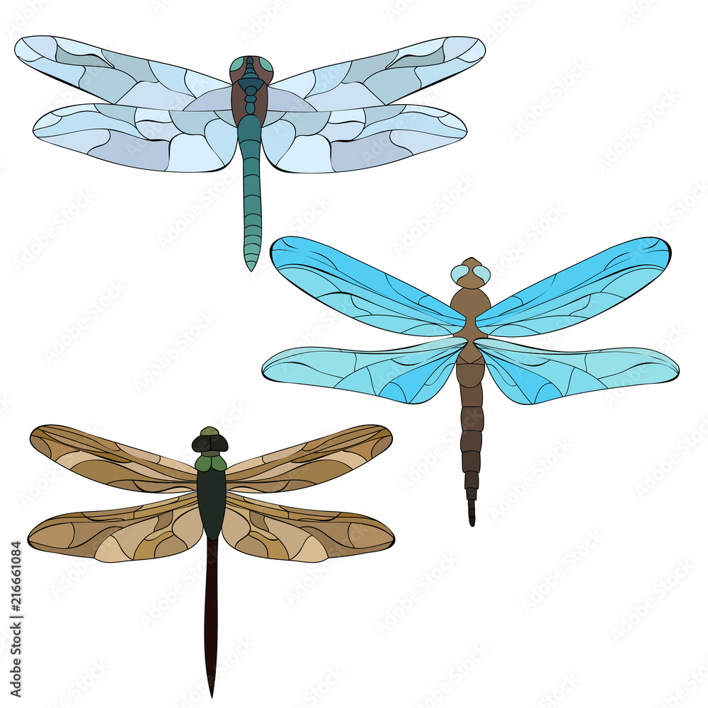 isolated, dragonfly, insect isolated, dragonfly, insect