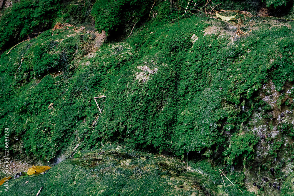 Obraz premium fern and lichen