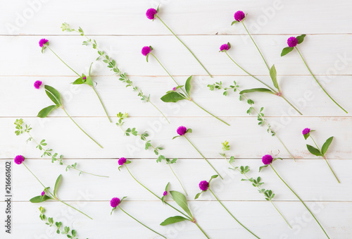 wild beautiful flowers on white background 