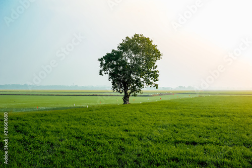Lonely tree on a rice field.