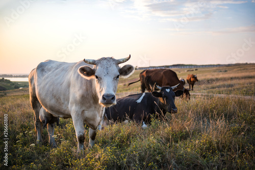 Fototapeta Naklejka Na Ścianę i Meble -  A small herd of cows grazing in a meadow