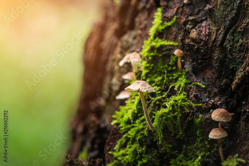 Mushroom and moss in nature