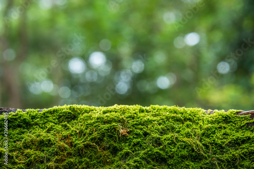 Moss in the rain forest background