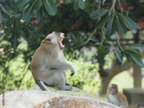 Long Tailed Macaque Monkey showing Teeth
