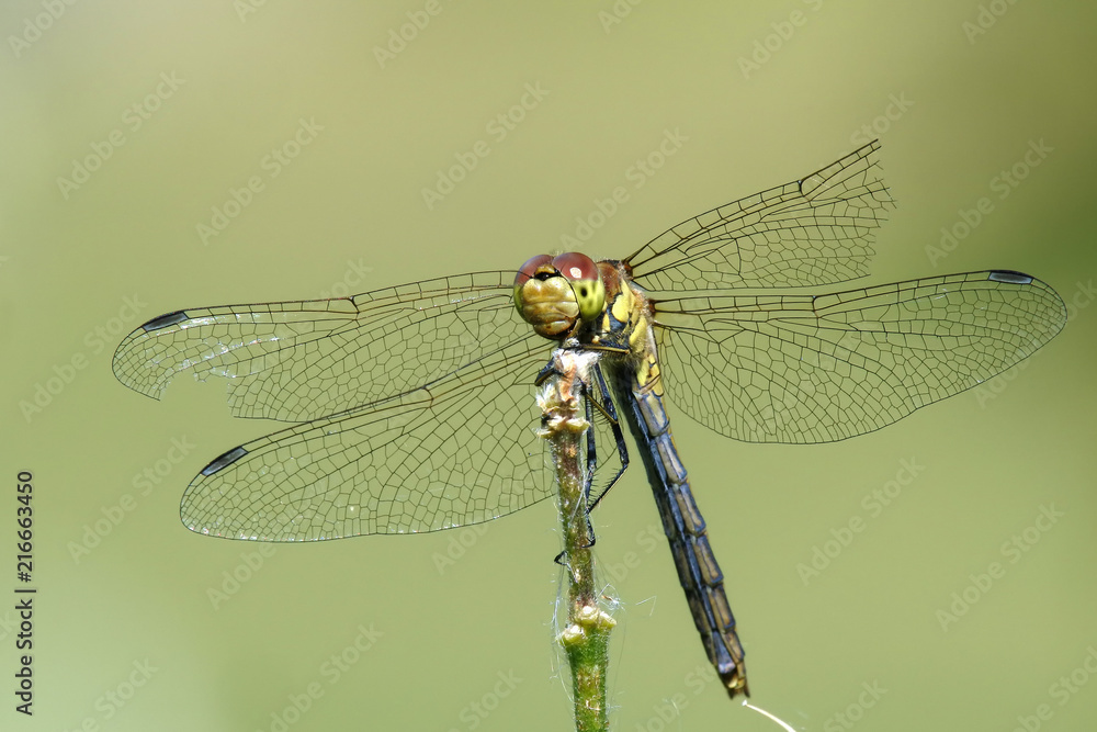 Young Vagrant Darter (Sympetrum vulgatum) with broken wings resting on vegetation Young Vagrant Darter (Sympetrum vulgatum) with broken wings resting on vegetation