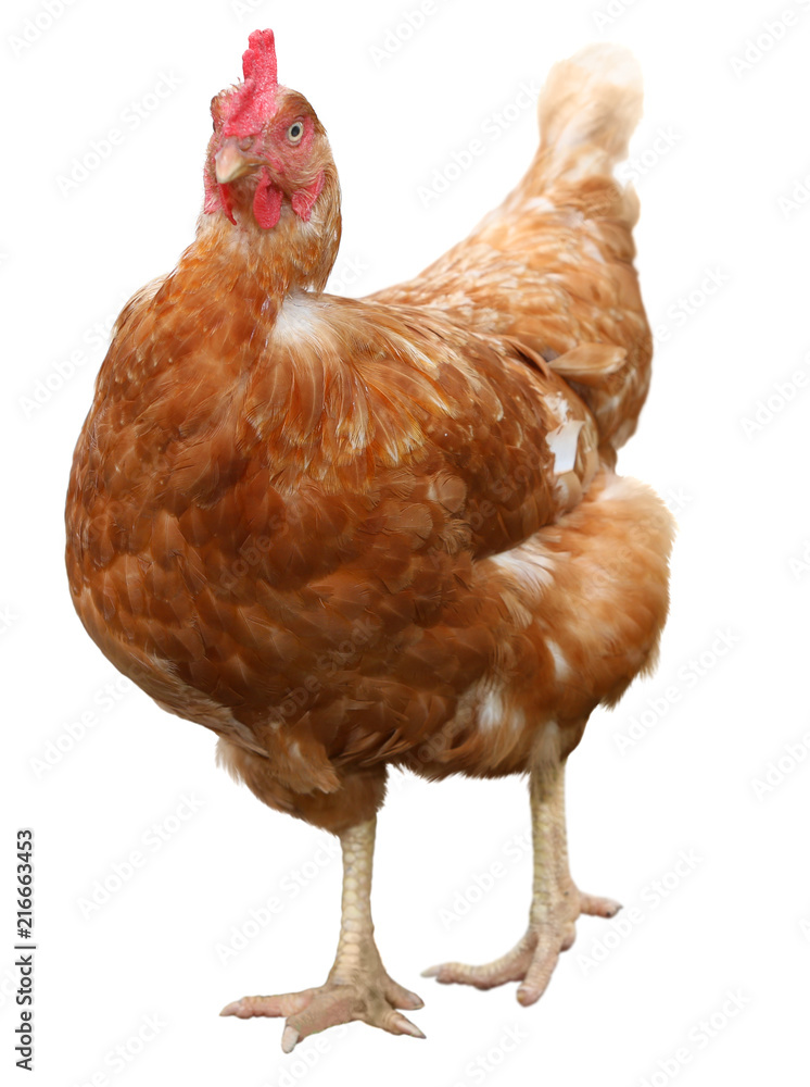Fototapeta premium Brown hen isolated on white background.