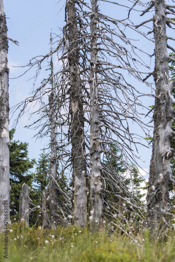 Fototapeta premium Dry tree trunk with branches in blueberries in the mountains.