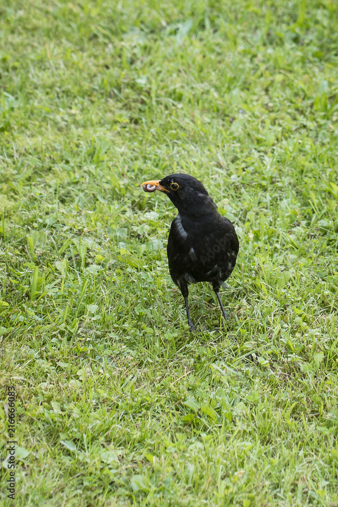 Blackbird holding the earthworm in the beak. Blackbird holding the earthworm in the beak.