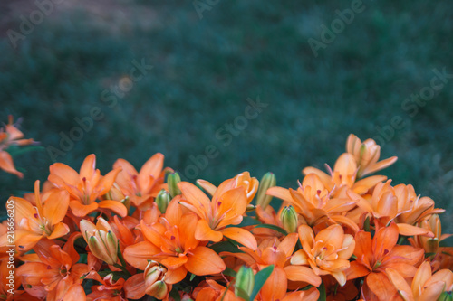 Orange lily flowers background. Full blooming of deep red asiatic lily in summer flower garden. Bright red and green and beautiful asiatic lilies background. Place for text photo