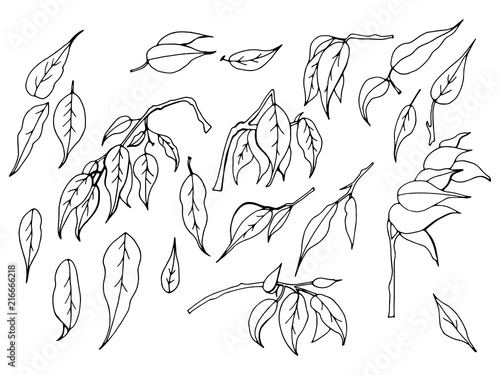 A set of black and white hand-drawn leaves of ficus benjamin on a white background