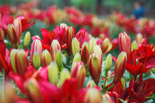 Red lily flowers background. Full blooming of deep red asiatic lily in summer flower garden. Bright red and green and beautiful asiatic lilies background. photo