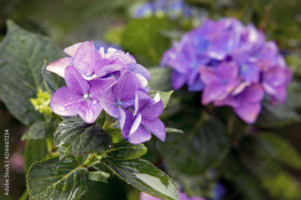 Colorful Hydrangea background. Macro photo. Colorful Hydrangea background. Macro photo.