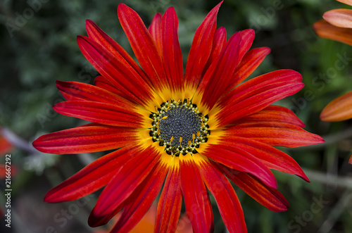 flor de pétalos finos, de color rojo y con detalles en amarillo © Martin