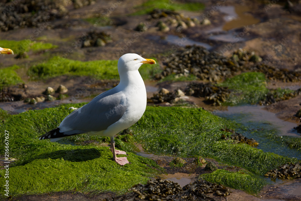 Fototapeta premium European herring gull (Larus argentatus) foraging and drinking near breeding colony