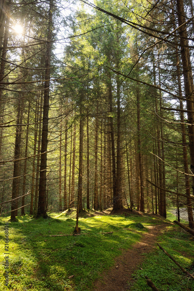 Obraz premium Scene Forest with Sun Rays