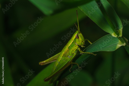 Grasshopper in the grass close-up © Sergey Egorov