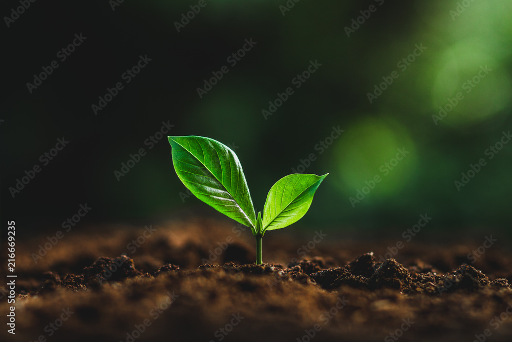 plant tree in neutral background Close-Up Of Fresh Green Plant - obrazy, fototapety, plakaty 