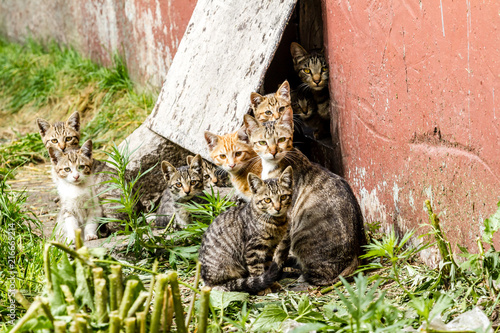 Large group of homeless kittens in a city street near the house