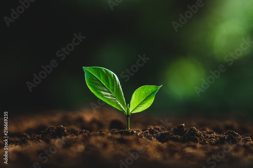 Obraz na plátně plant tree in neutral background Close-Up Of Fresh Green Plant