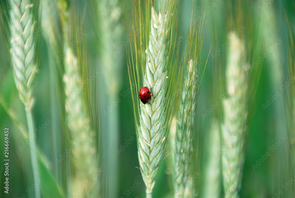 Obraz premium Marienkäfer auf Weizenähre im Feld