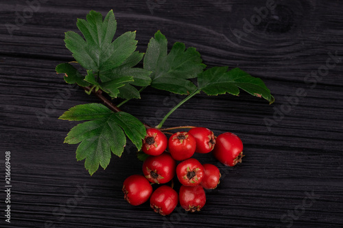 berry red whitethorn on a branch with green leaves
