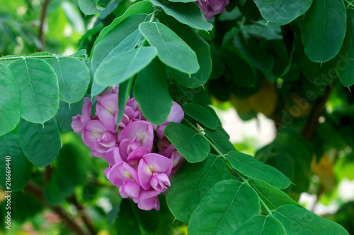 Wallpaper Mural Branches of a flowering robinia tree with lilac flowers. Torontodigital.ca