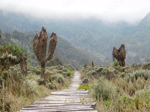 Upper Bigo Bog Walk Board - Rwenzori Mountains Uganda  photo