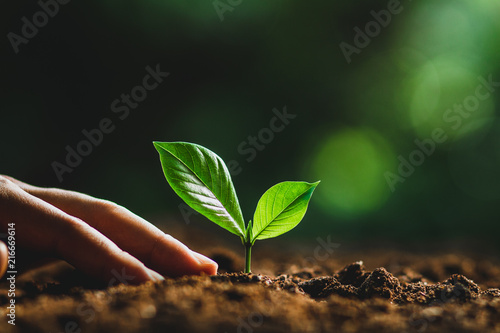 plant tree in neutral background Close-Up Of Fresh Green Plant