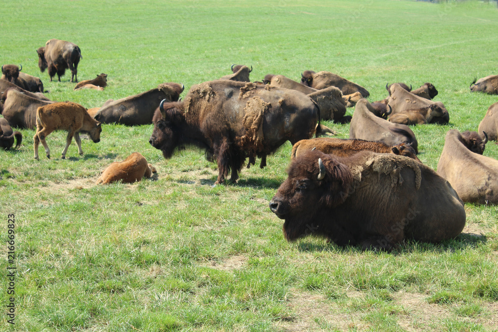 troupeau de bisons d'europe en suisse