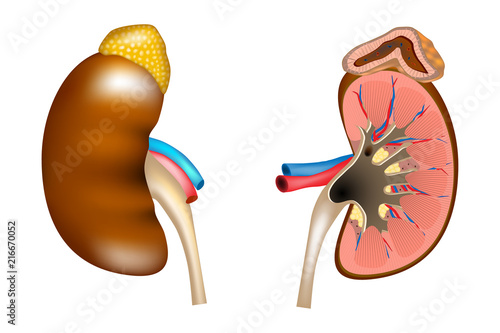 The structure of the kidneys and adrenal gland. Human kidney medical diagram with a cross section of the inner organ