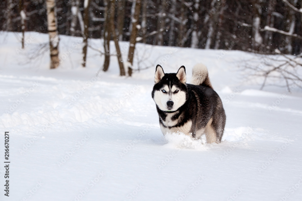 Dog breed Siberian husky in a sunny snowy forest