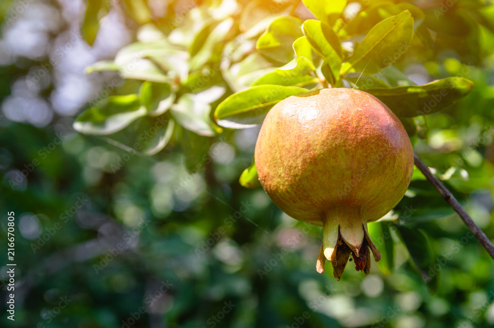 Ripening yellow pomegranate fruit on a tree Ripening yellow pomegranate fruit on a tree