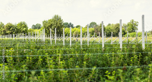 Currant bushes planted in even rows in the field. Ecological fruit plantation concpet