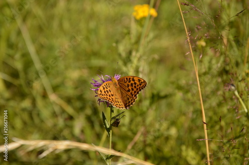 Papillon