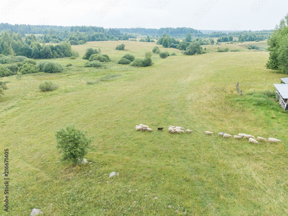Aerial view of the meadow on which a herd of sheep is grazed 