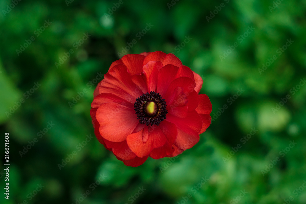 Red flower on a green blurry background Red flower on a green blurry background