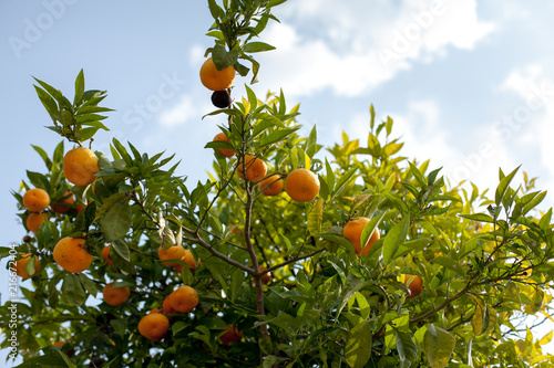 Close up of ripe tangerines hanging from tree branches, Valencia, Spain. Summer background. Copy space