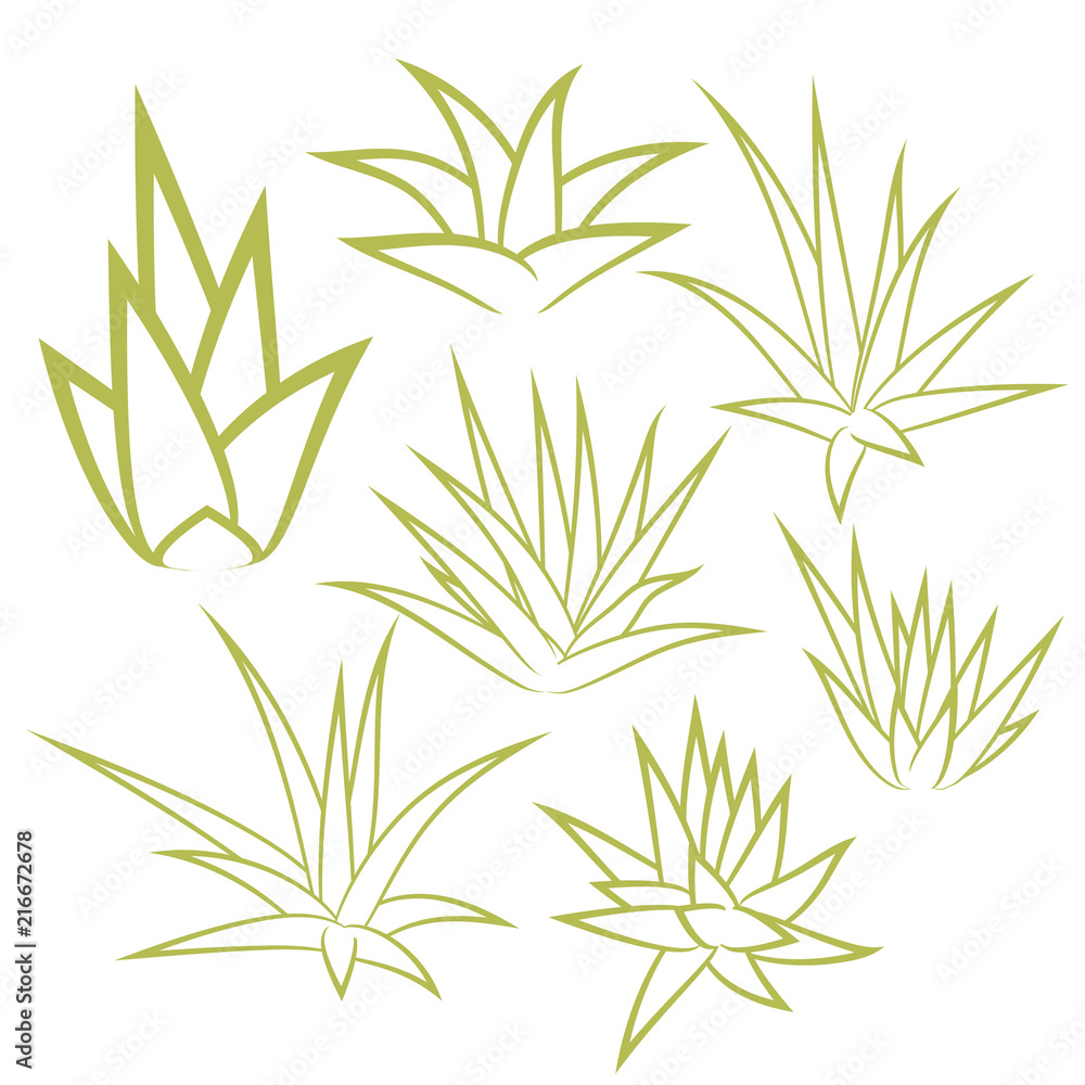 Aloe vera, agave, bush, succulent plant, flower set isolated on white background. Vector illustration.