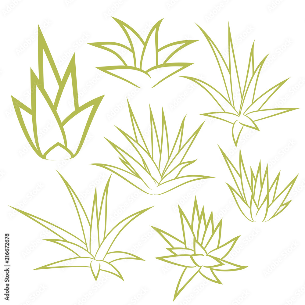 Obraz premium Aloe vera, agave, bush, succulent plant, flower set isolated on white background. Vector illustration.