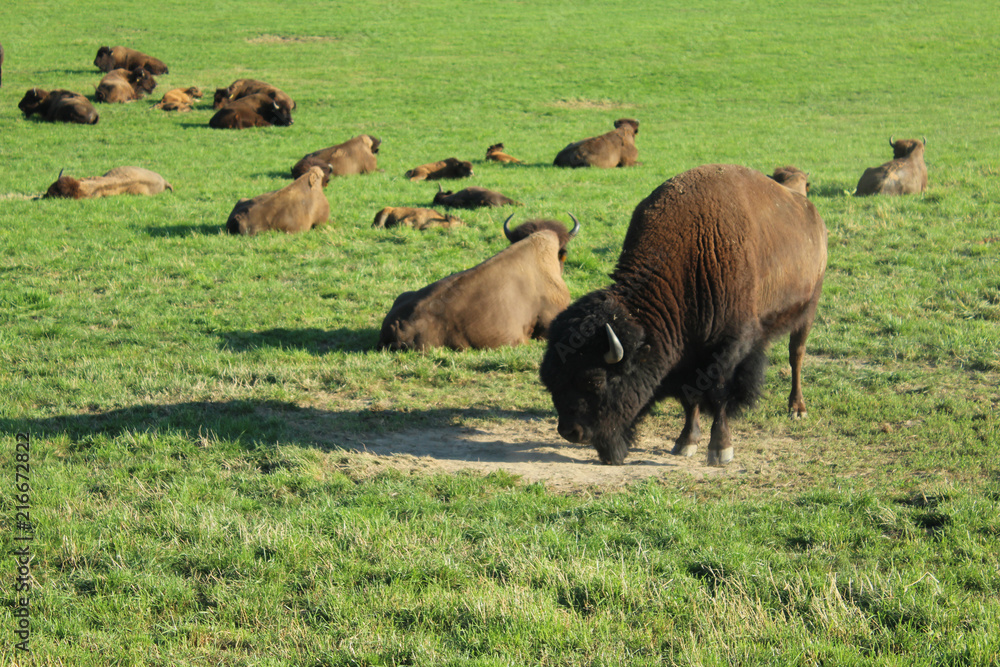 troupeau de bisons d'europe en suisse