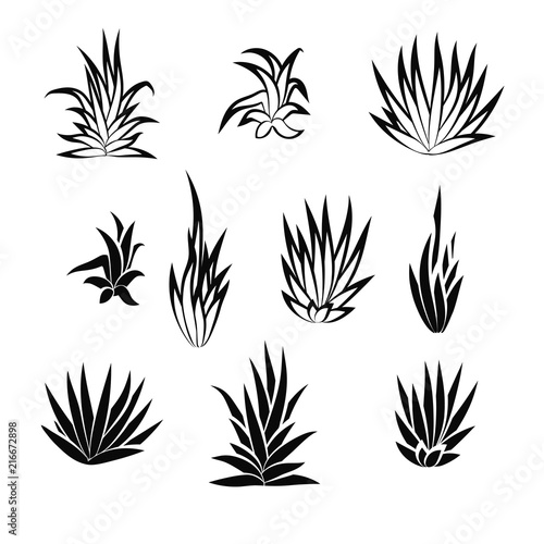 Set of succulent plant, flower isolated on white background. Vector illustration.