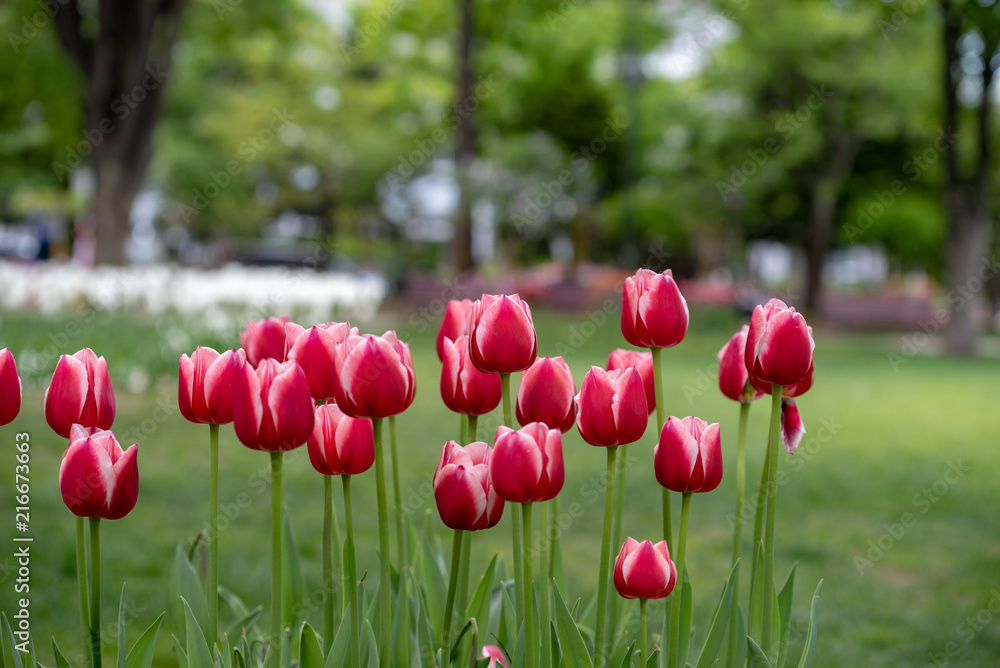 Obraz premium 赤いチューリップの花