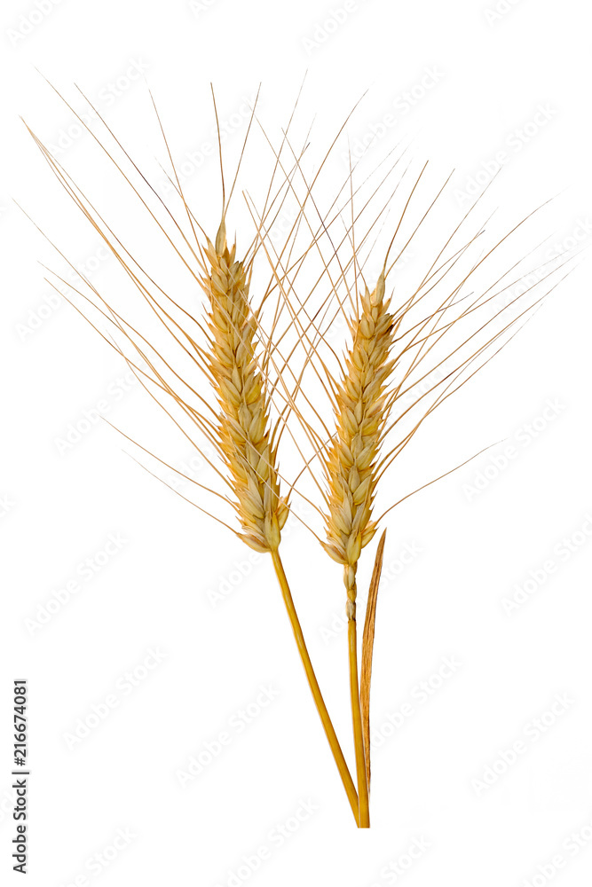 Wheat ears isolated on a white background. Ripe wheat.