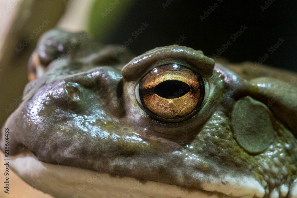 Fototapeta premium Macro de crapaud