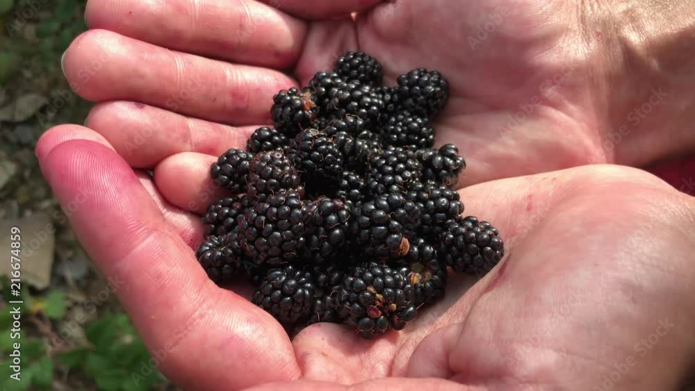 Close-up of hands full of blackberries Close-up of hands full of blackberries
