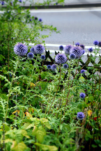 Pale purple blue spherical echinops bannaticus (globe thistle) flowers in german garden. Selected focus. photo