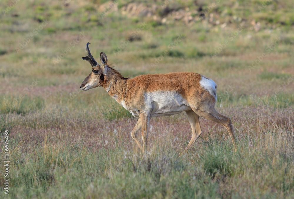 Naklejka premium Pronghorn Antelope Buck