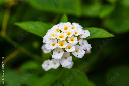 Close up of white flowers  Lantana camara  beautiful small flowers on branches with green leaves in the summer garden. Selective focus.