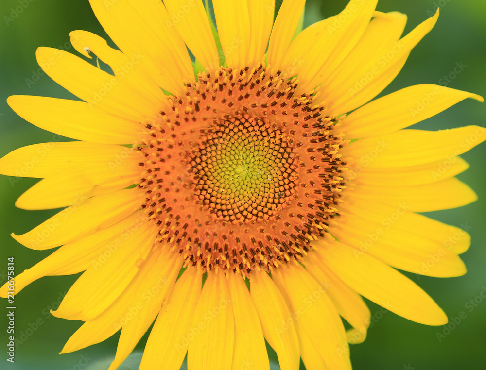 Obraz premium A sunflower in full bloom, outside