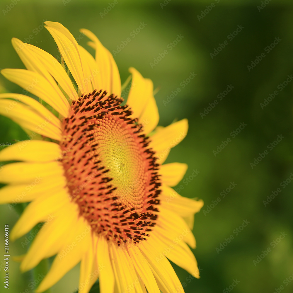 A sunflower in full bloom, outside A sunflower in full bloom, outside